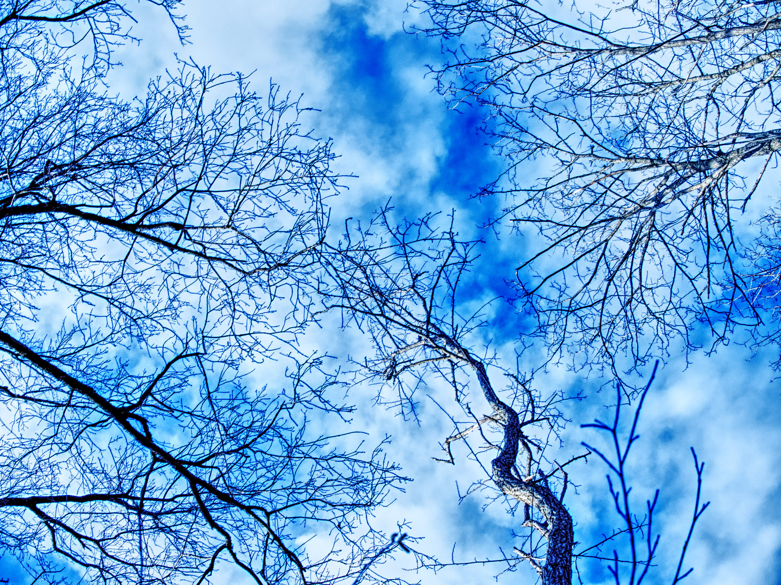un arbre dans ma vie bleu